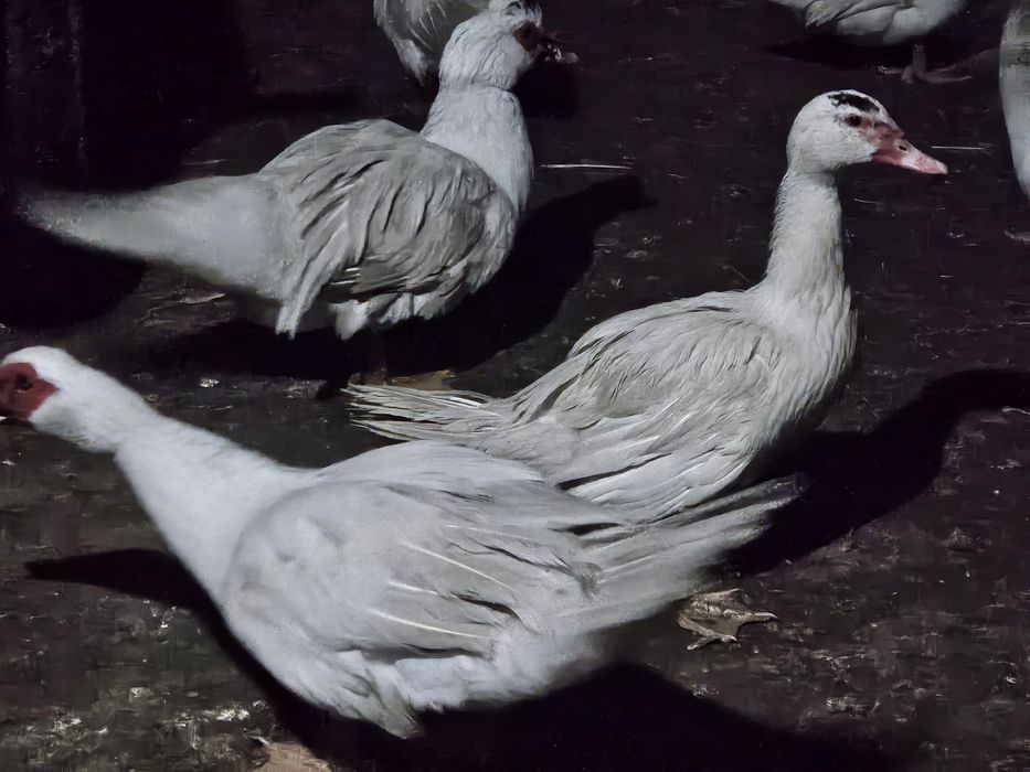 Индоутки белые самки самцы продоются