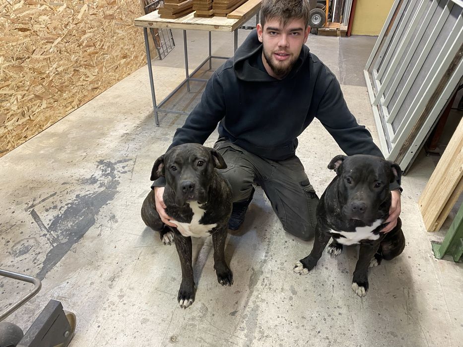 Donez catelusa jucausa  Presa Canario