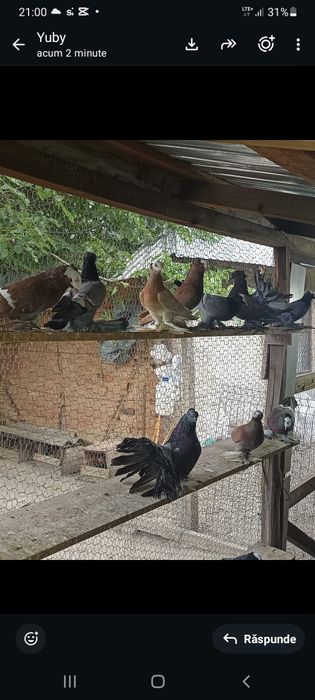 Porumbei capucini ,voltati indieni și preoți Saxonia.