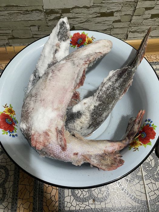 Рыба щука/шортан