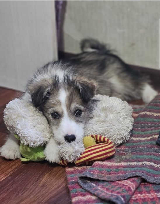 Отдам щенков в добрые руки