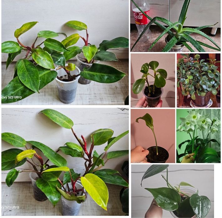 Неприхотливые комнатные цветы