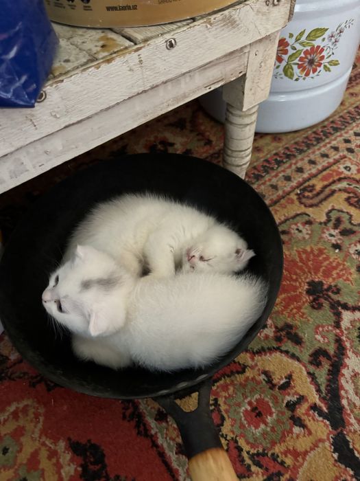 Чиройли ва аккилий мушукчалар