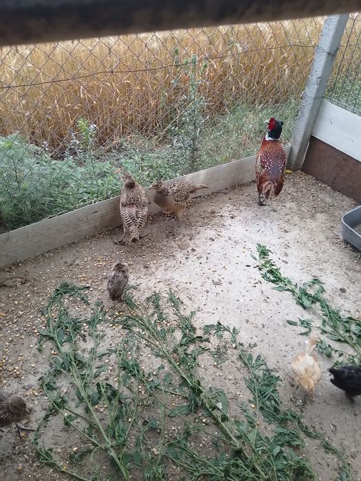 Vând o familie de fazani