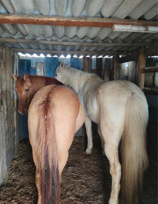 Продам двух лощадей 2 ( Мерин) обученные