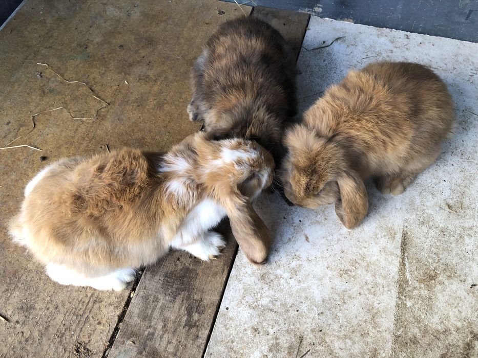 Berrbec German Masculi