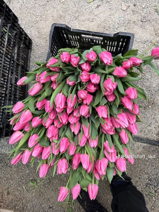 ТЮЛЬПАНЫ оптом и в розницу по выгодной цене