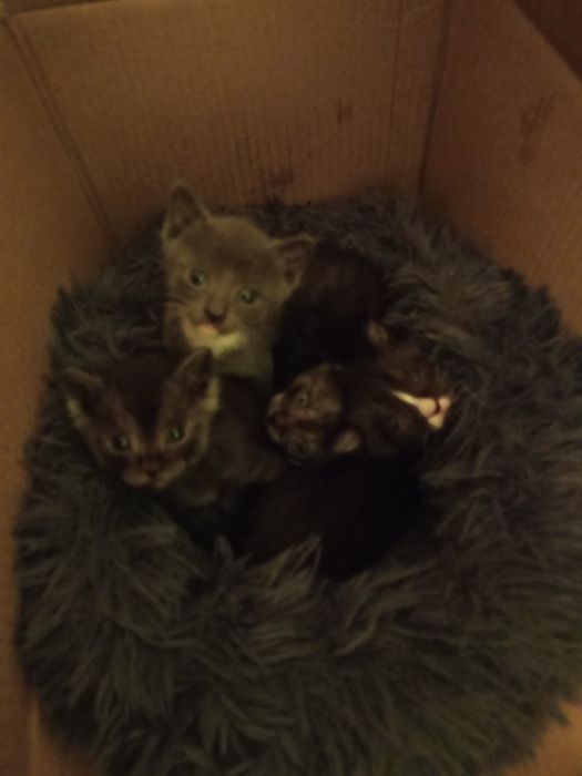 Котята в добрые руки