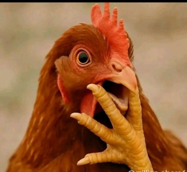 Яйца  инкубационный