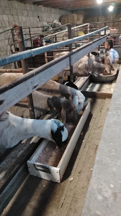 Козылы кой сатылады