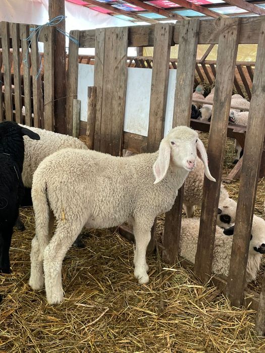 Berbecuț bergamasca