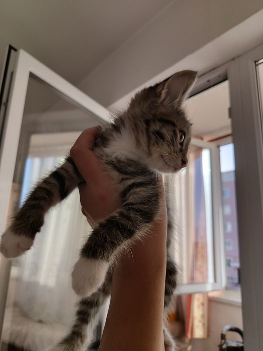 Пристраивается котёнок