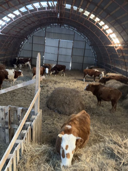 Коровы 600000 тг