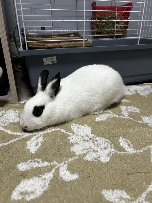 Iepure pitic cu cusca