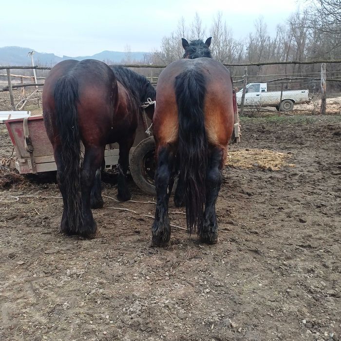 Vand armasarii 3 anii