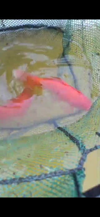 Рыба прудовая камета