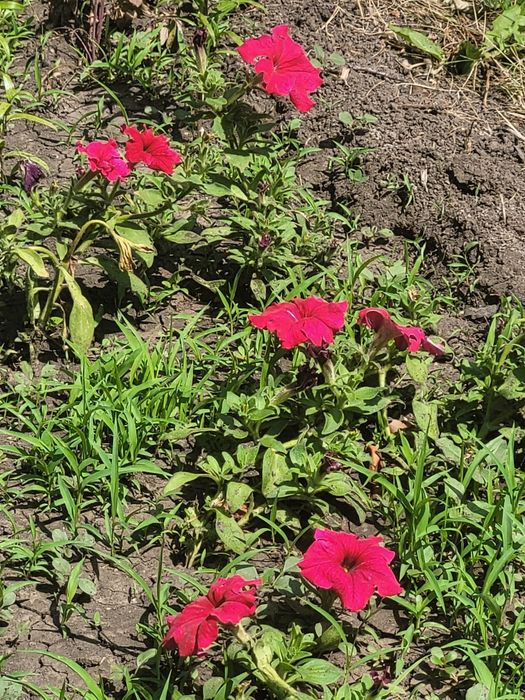 Дача  большой участок