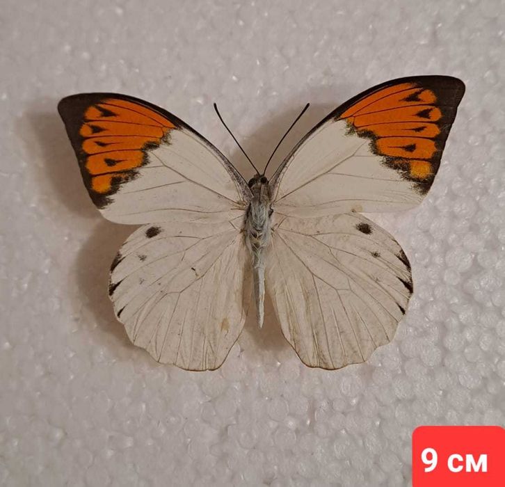 Уникальная бабочка в рамке.