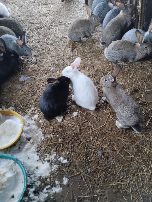 Крольчихи бабочки