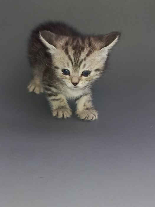 Продам шотландских котят.