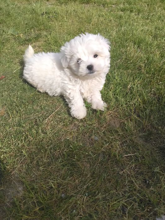 Bichon.. cu vaccinul la zi.
