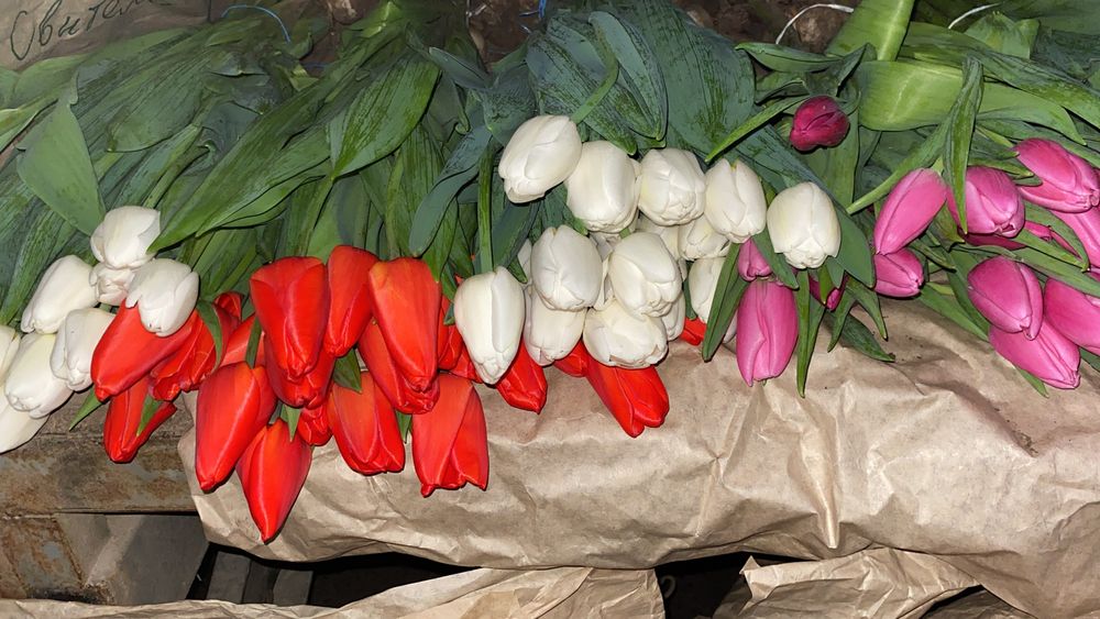 Тюльпаны голландские к празднику