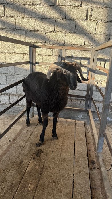 Qo‘y so‘yish xizmati – 57 kg, 5,415 mln (hammasi ichida)