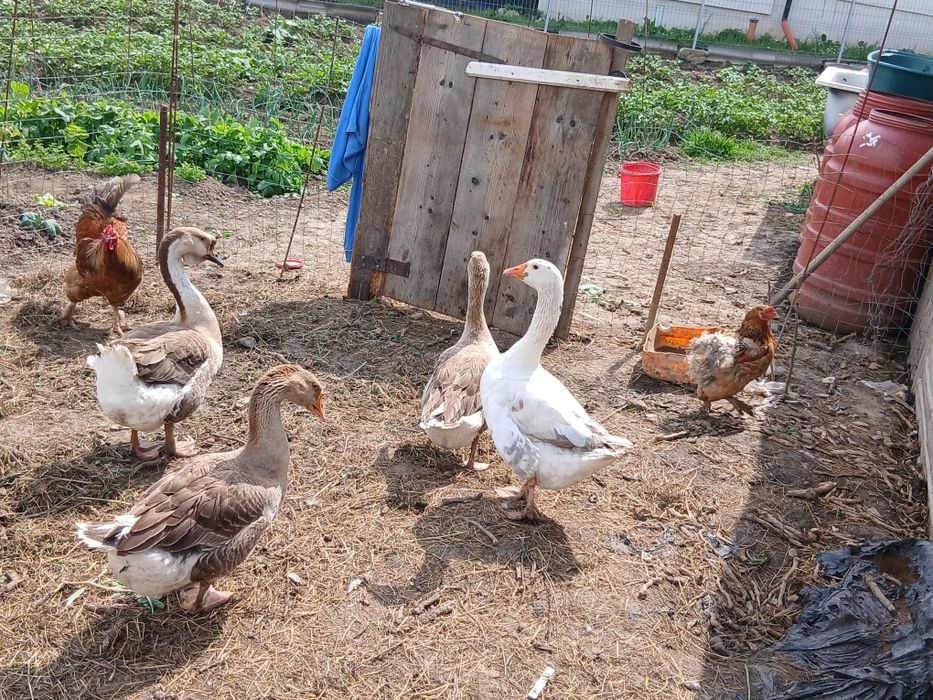 Vând  gâște tolouse:5 gâște ,2 gâscani și 3 boboci(Toți de la aceeasi gâsca closca).Sunt tinere frumoase și sănătoase!