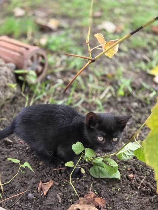 Se dă spre adopție pisicuțe