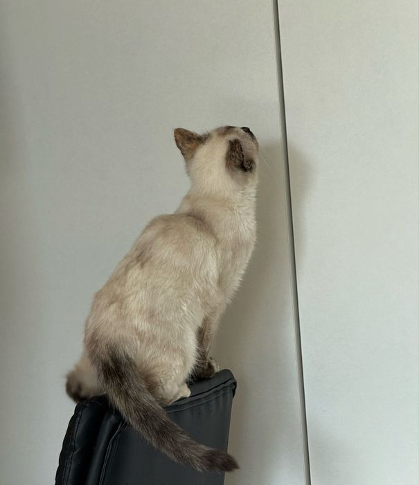 Кошечка ищет дом и любящиего человека