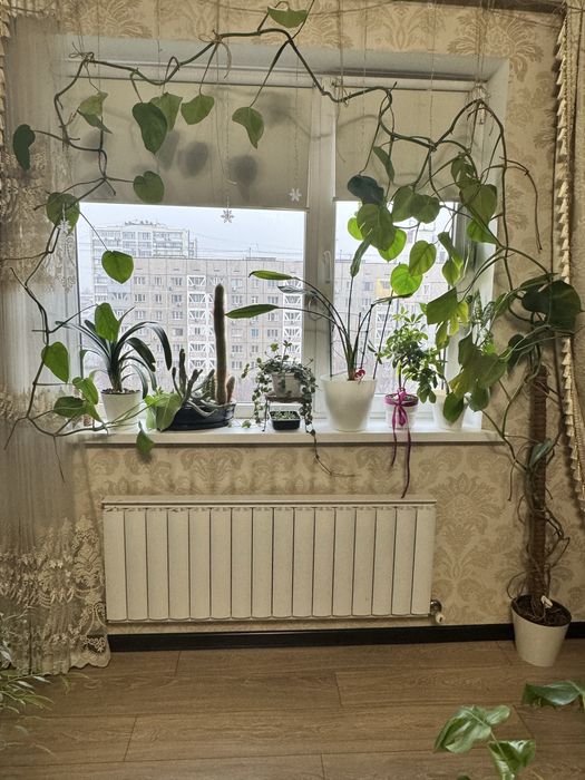 Монстера Альба.