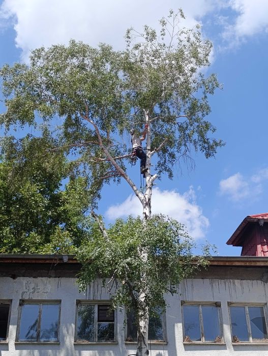Рязане, кастрене и премахване на опасни и високи дървета