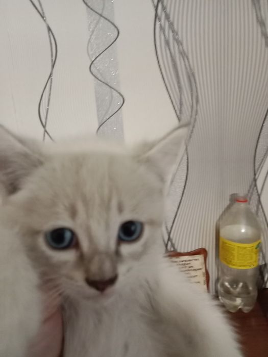 Котята отдаю в добрые руки