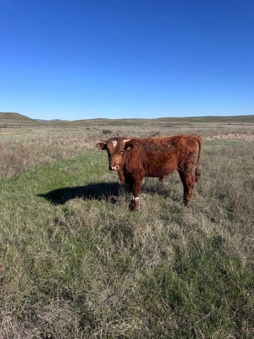Продается бычки.