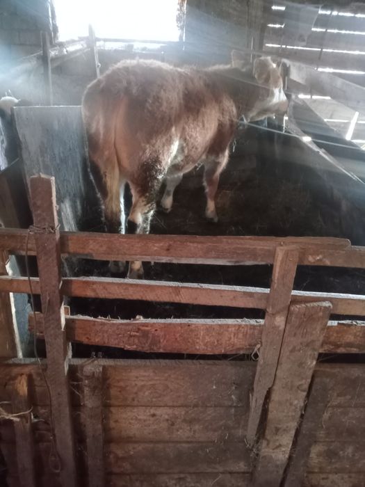 Vînd vițea de 5 luni