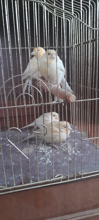 Продам канареек.