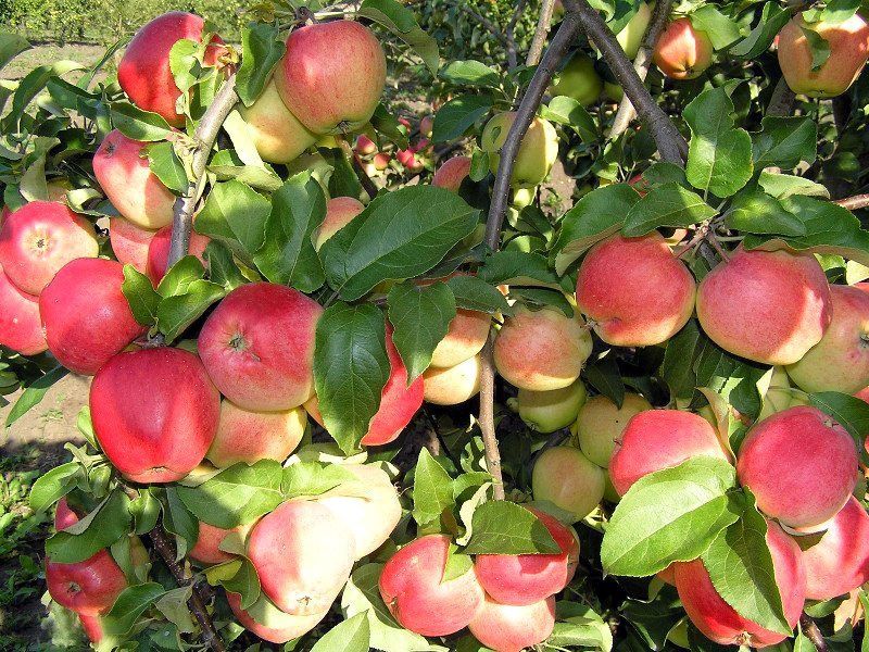 Продам саженцы местной яблони