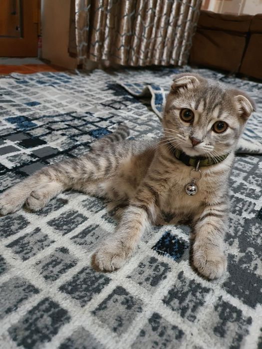 Scottish Fold qiz bola
