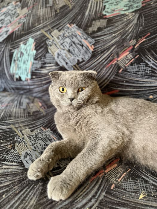 Motan scottish fold