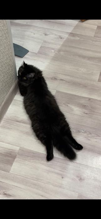 Отдадим котика в добрые руки!