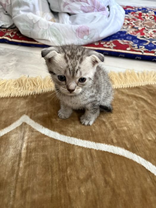 Шотландские котята