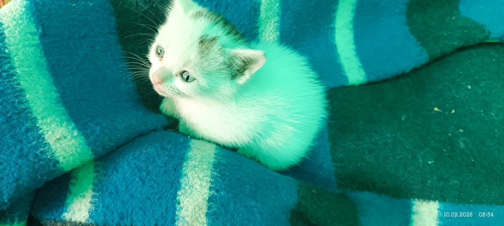 Отдам котенка мальчик