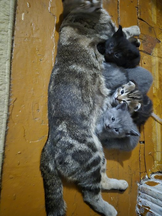 Мамкины детки.Продам котят