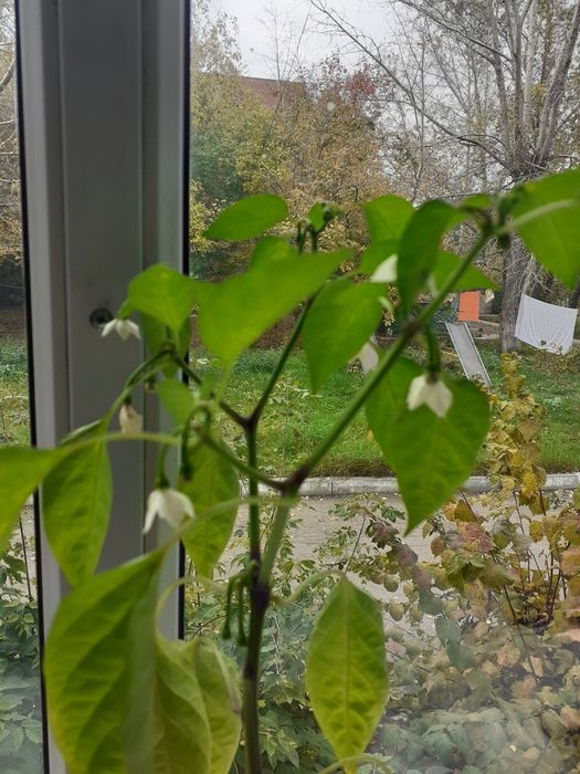 Кактус плюс Перец Чили.