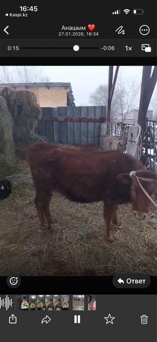 Продам корову 3 года