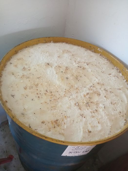 Vand miere salacam si rapita