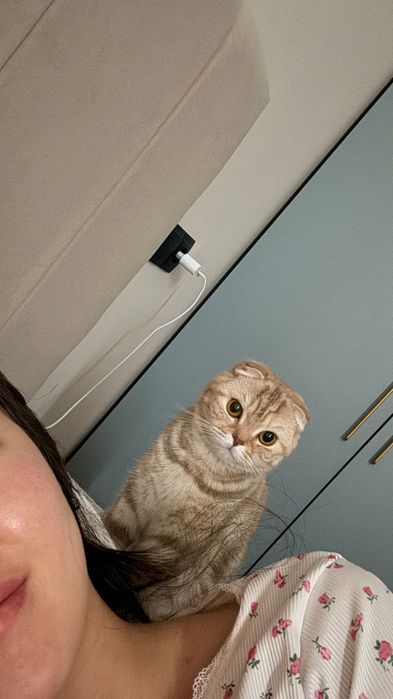 Кошка шотландская