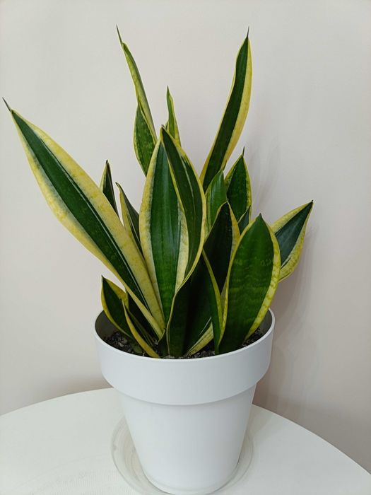 Floare limba soacrei