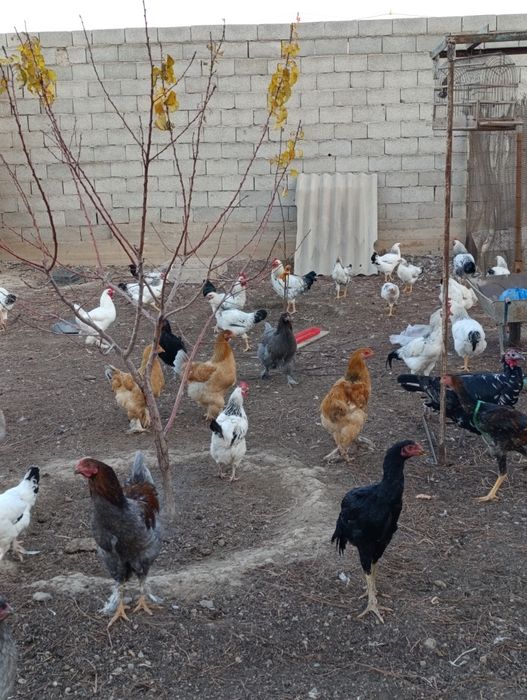 Продается куры петухи домашние