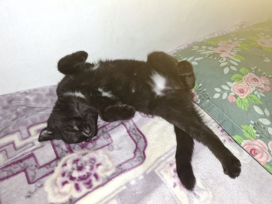 Котёнок хороший людям